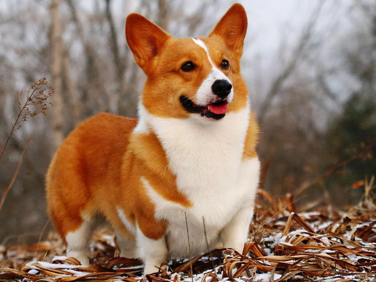 十大热门柯基狗粮排行榜