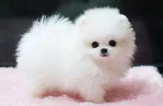 家养狗狗排行榜小型犬