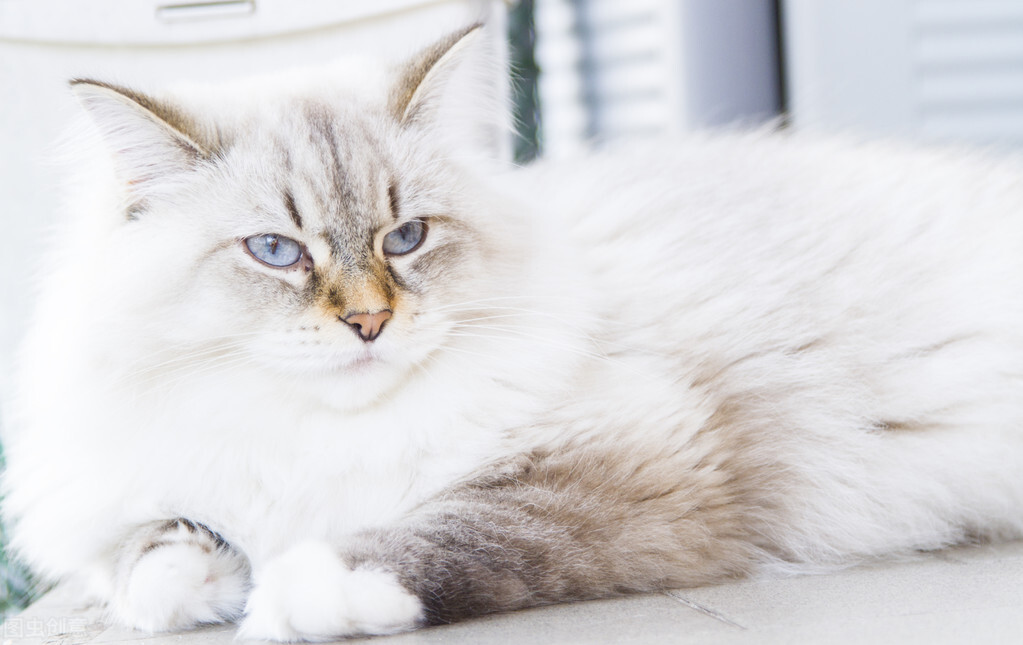 猫毛球症手术需要多少钱