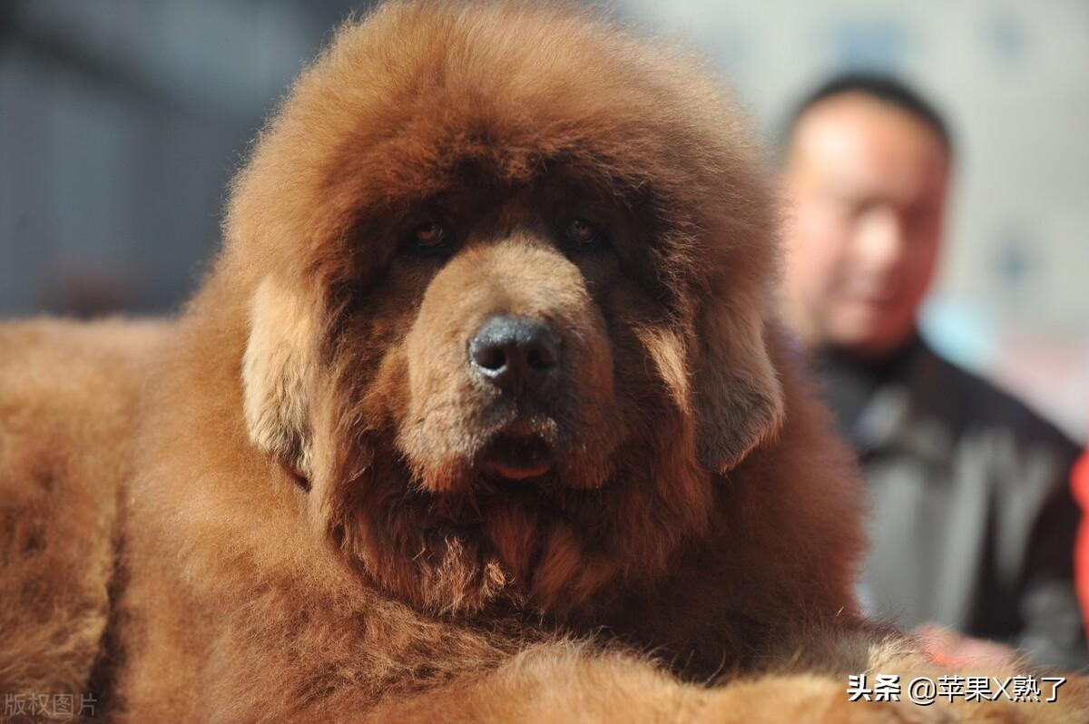 牛头梗和斗牛犬谁厉害