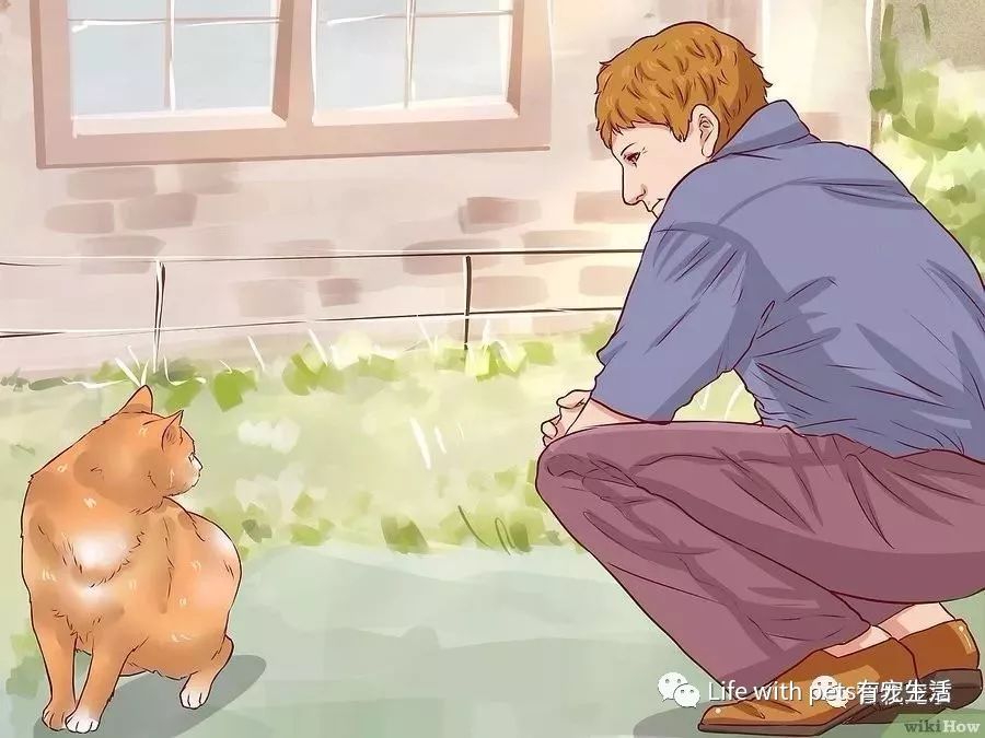 豹猫叫声好吓人