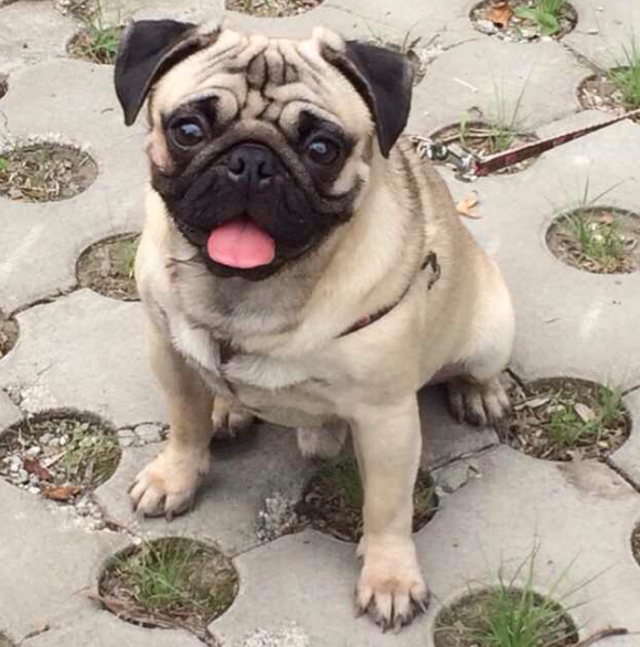 巴哥犬的性格怎么样