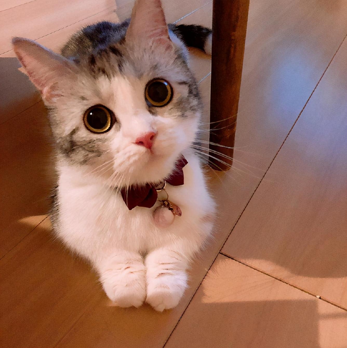 矮脚猫为什么不能养