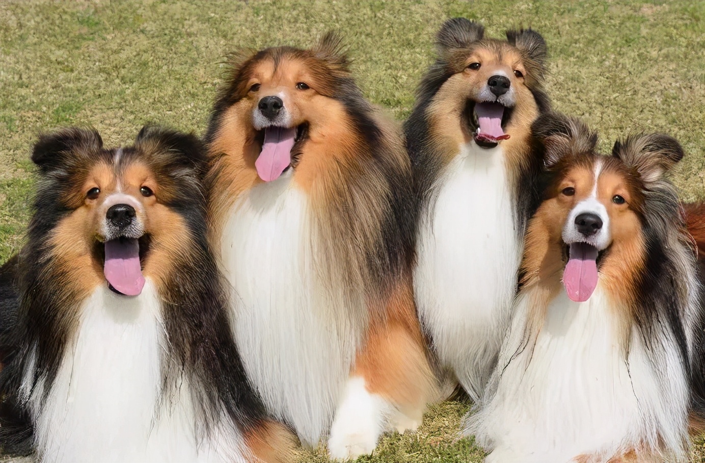 爱尔兰雪达犬智商排名