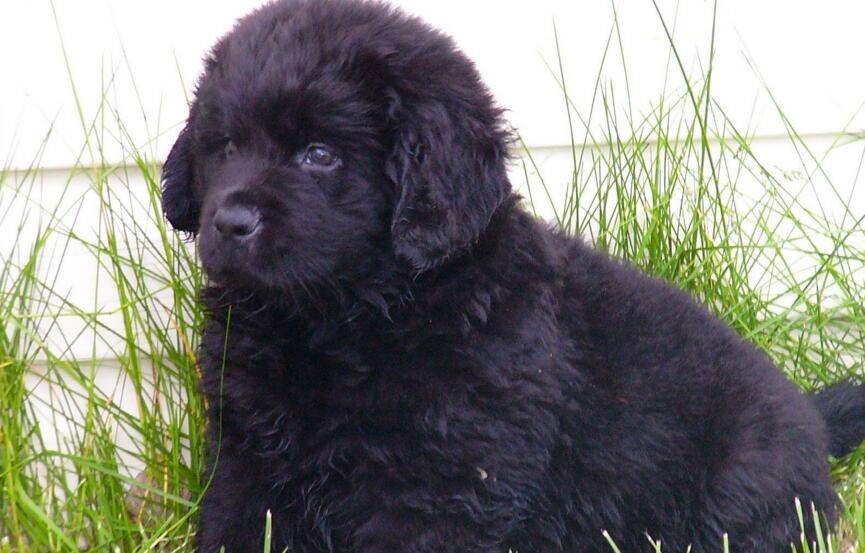 纯种芬兰猎犬幼犬多少钱一只