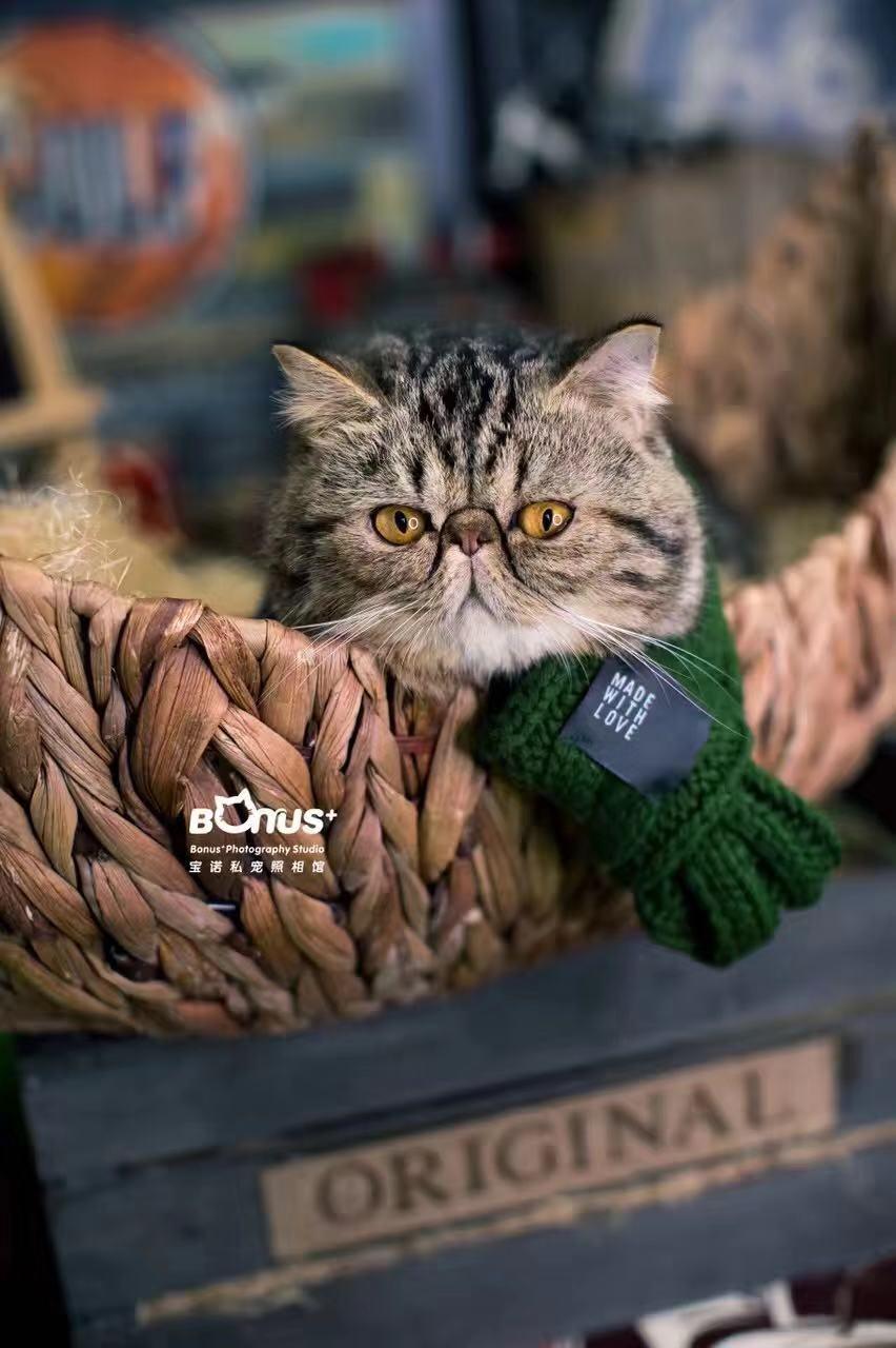 一个月的小猫怎么养活