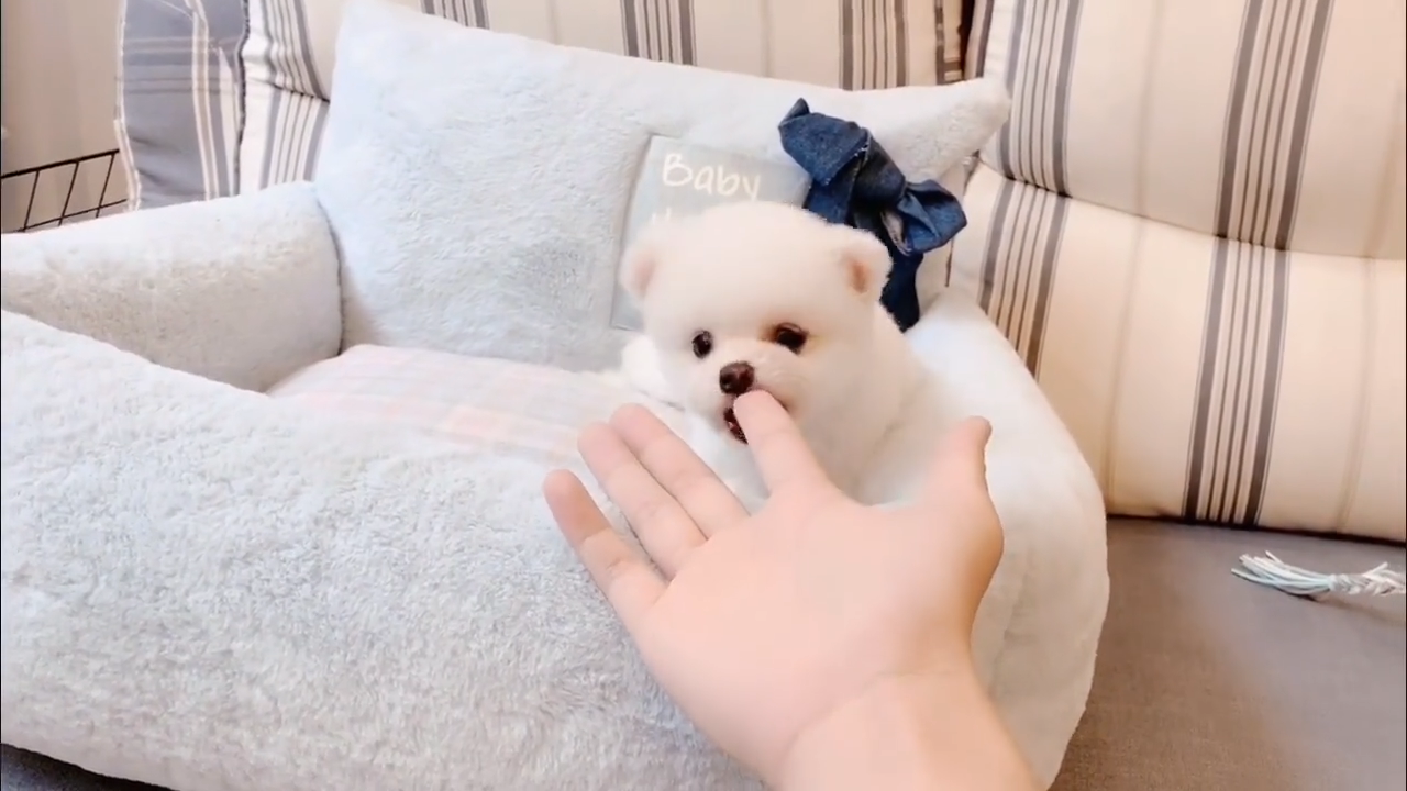 茶杯犬多少钱一只幼崽