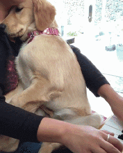 狗狗弓背是什么样子