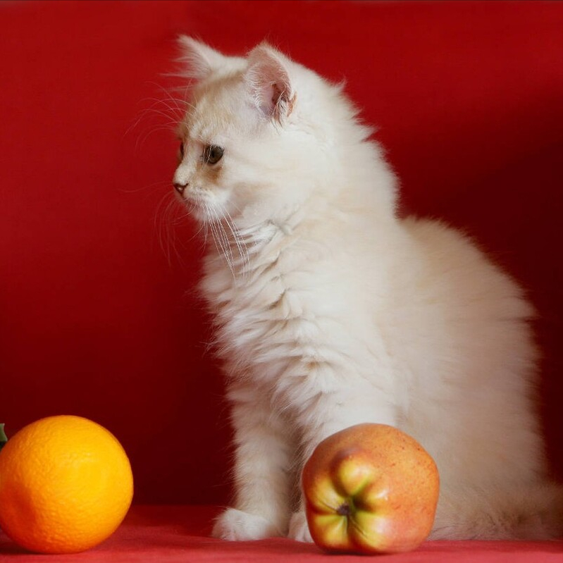 猫咪可以吃哪些水果