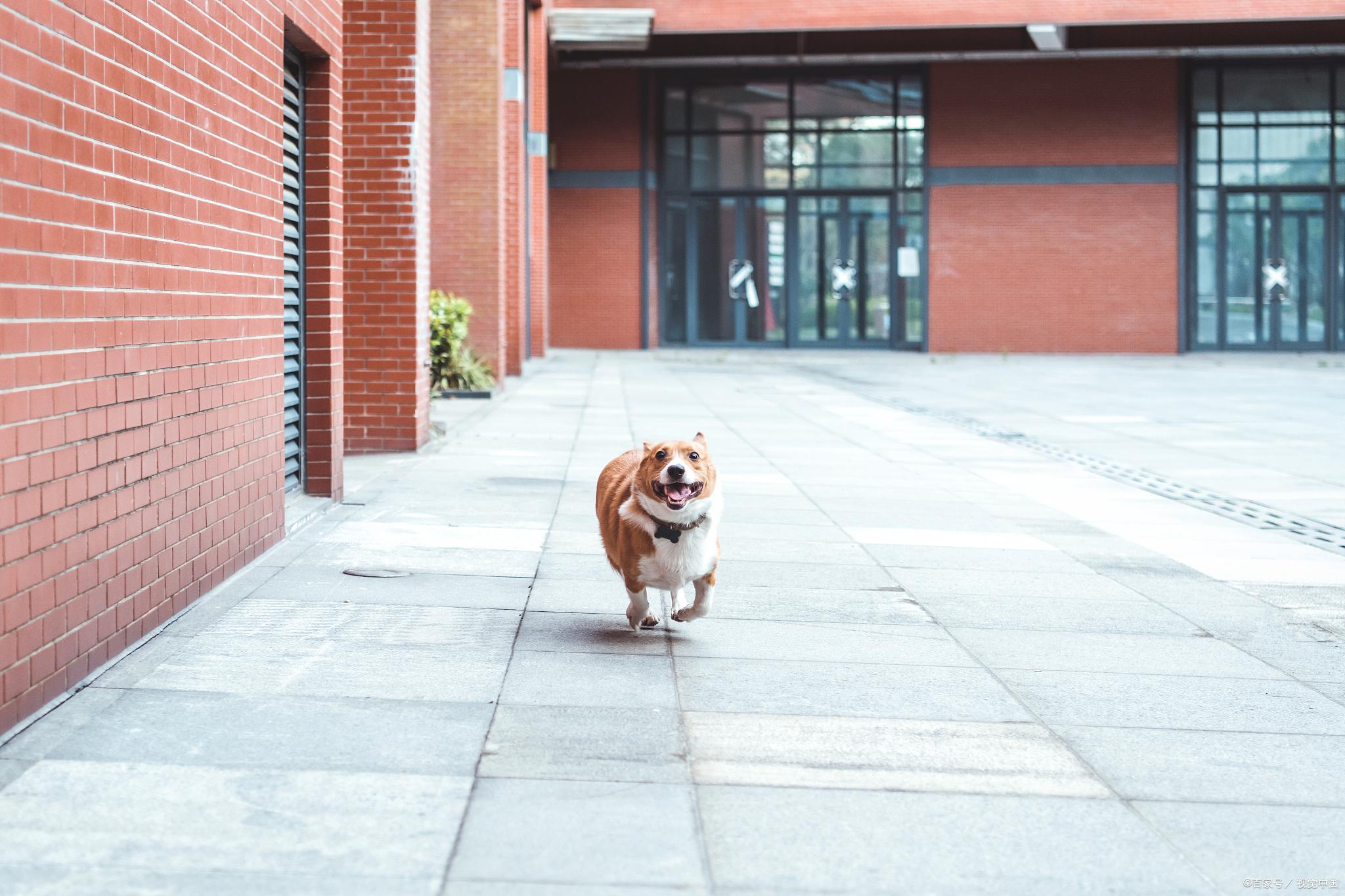 成年柯基一天吃多少饭
