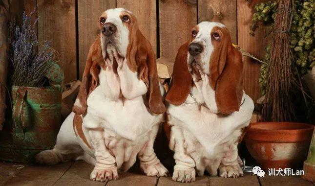 hush puppies是什么狗