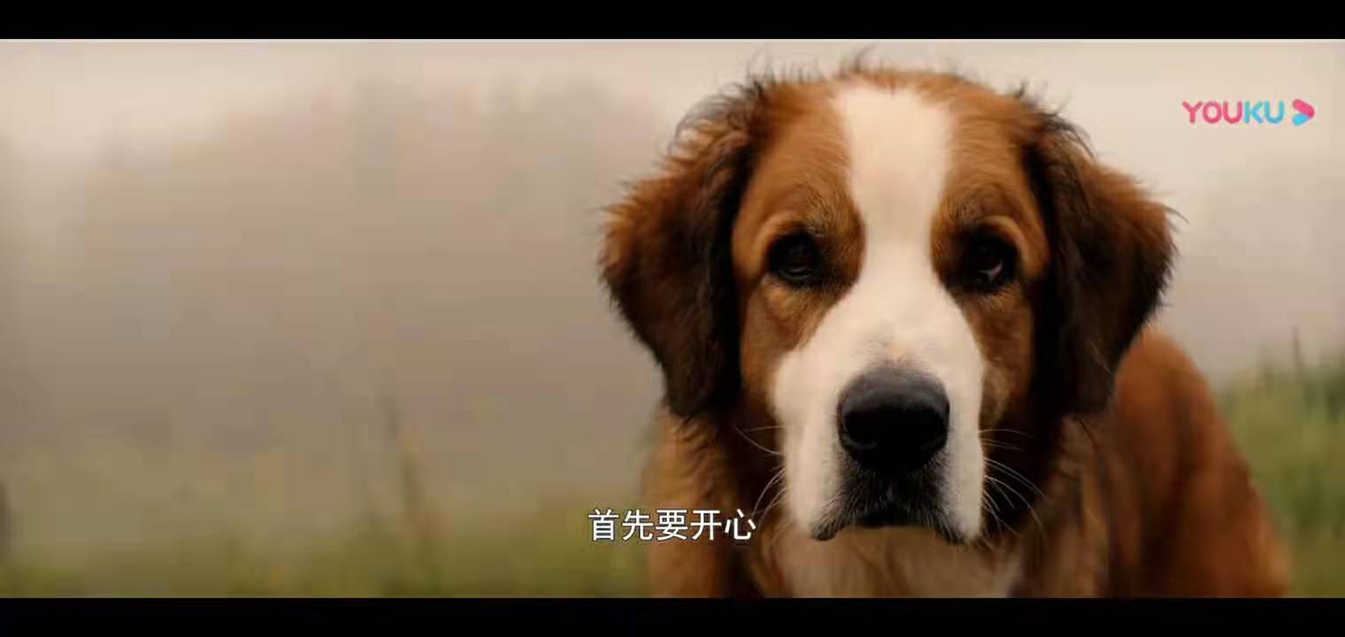 一条狗的使命