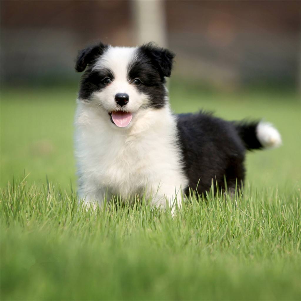 边境牧羊犬性格优缺点有哪些