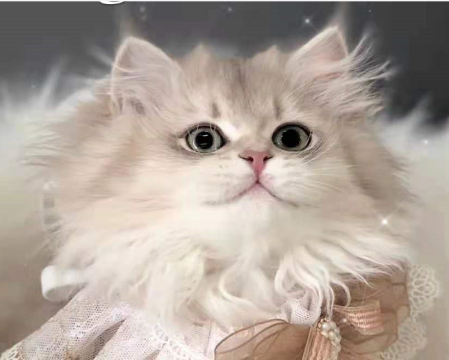 蓝金渐层的毛色变化过程