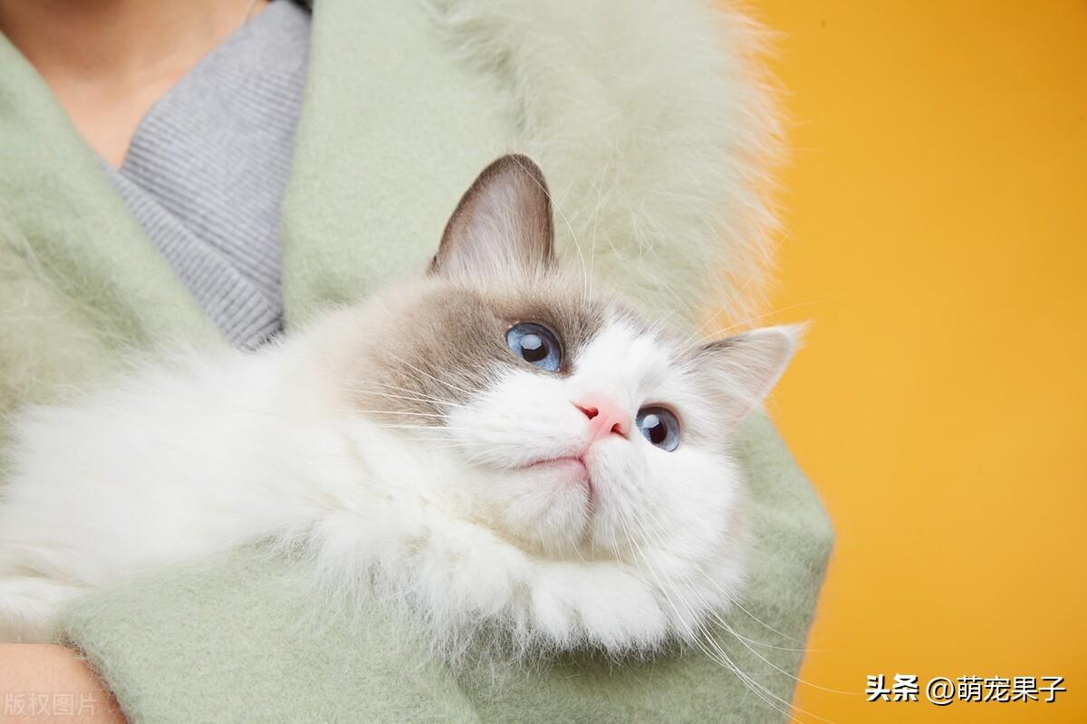 常见的假布偶猫图片