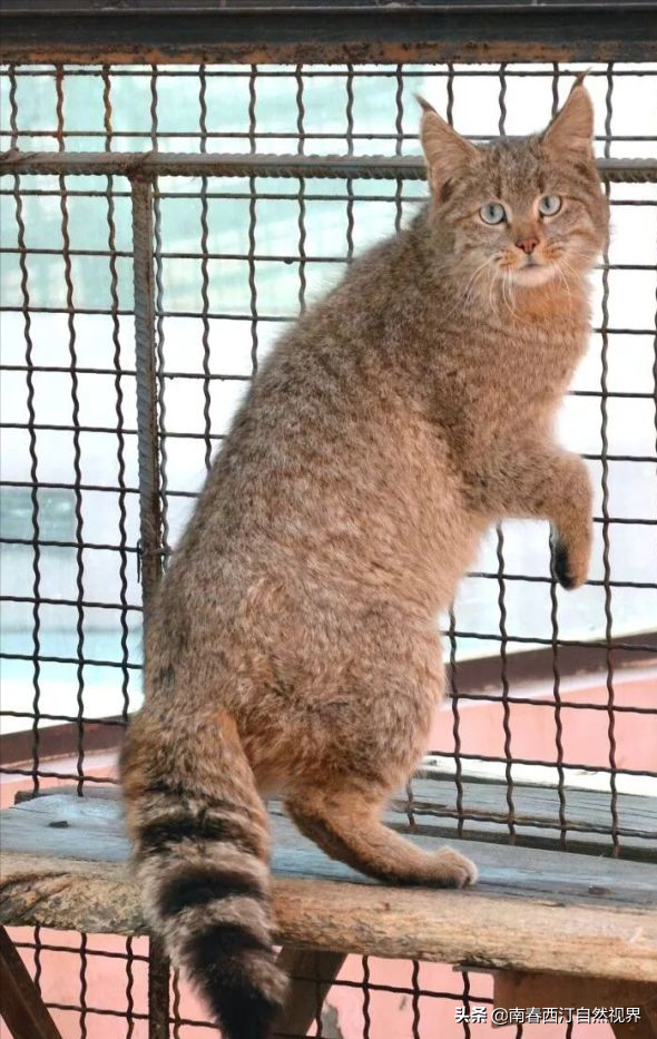 沙漠猫是几级保护动物