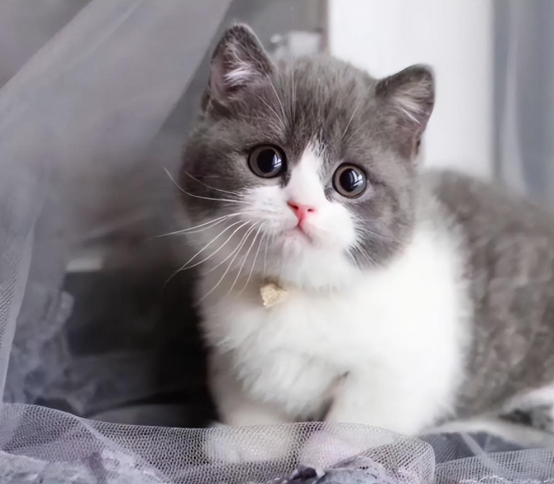 矮脚猫为什么不建议买