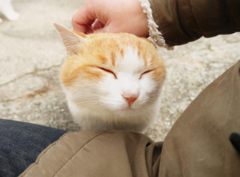 猫咪发出呼噜呼噜的声音代表什么