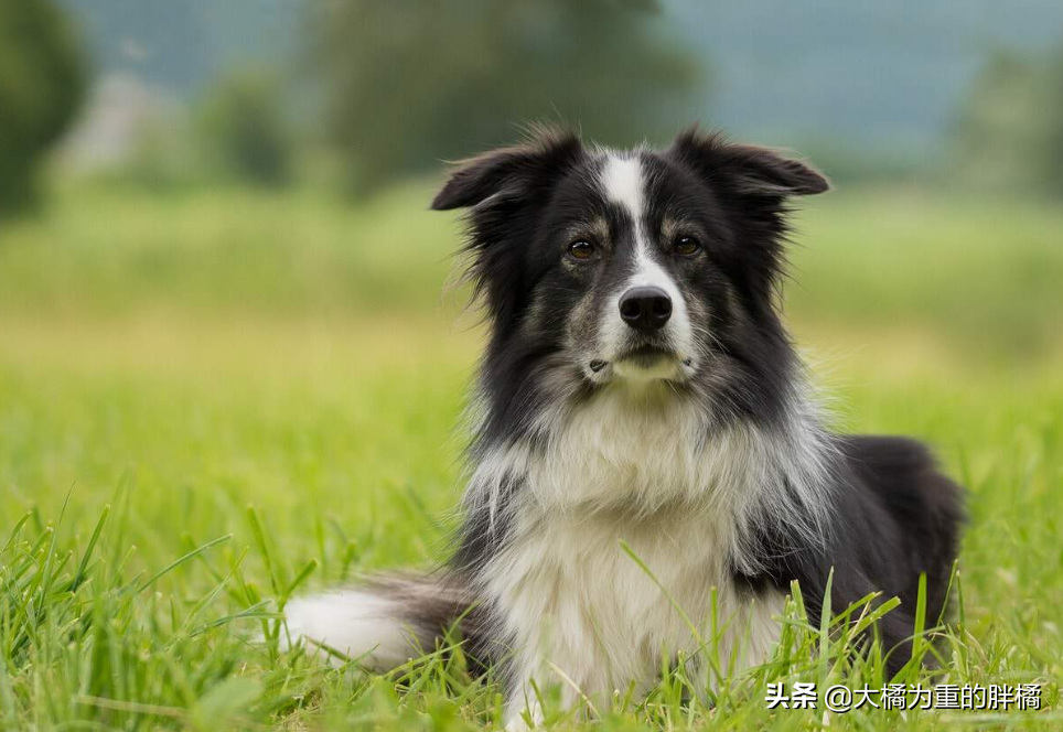 中国牧羊犬有几种