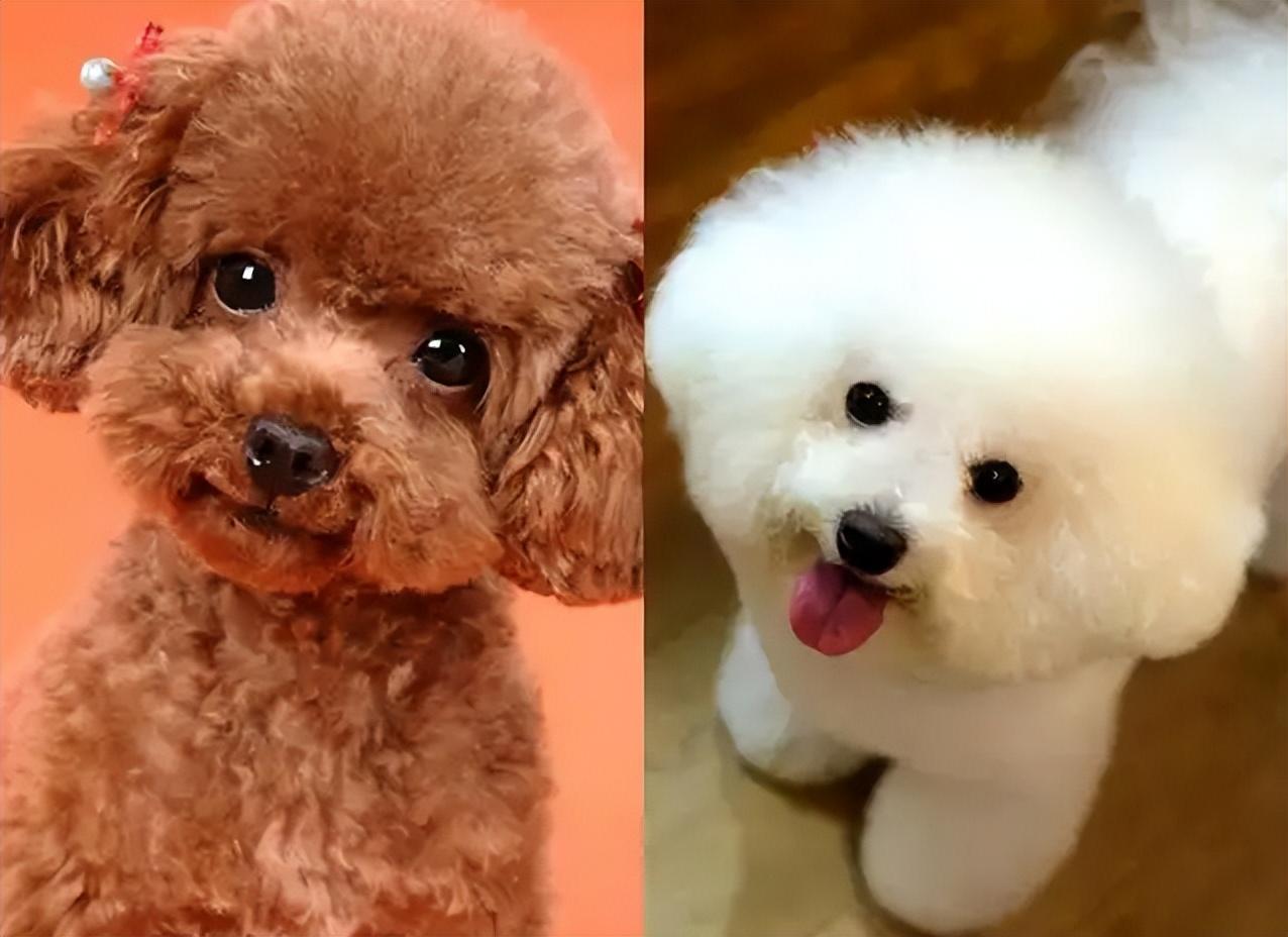 泰迪和比熊有什么区别