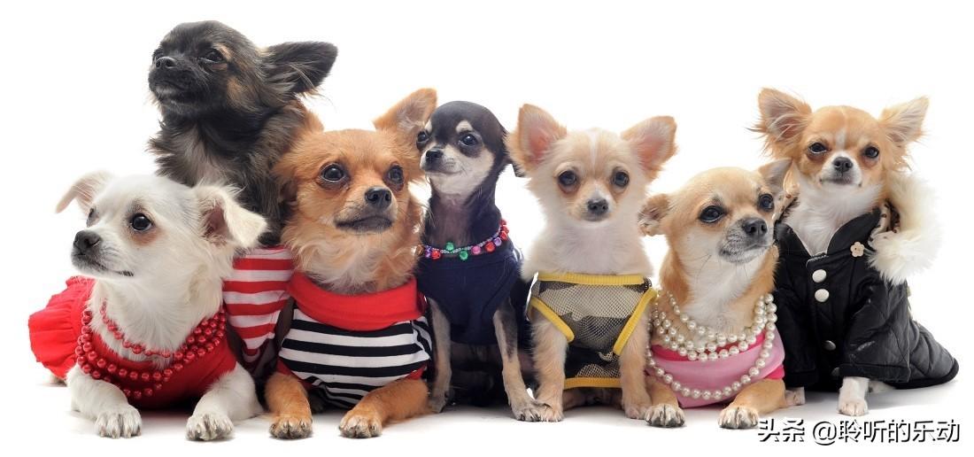 十大热门狗狗衣服排行榜