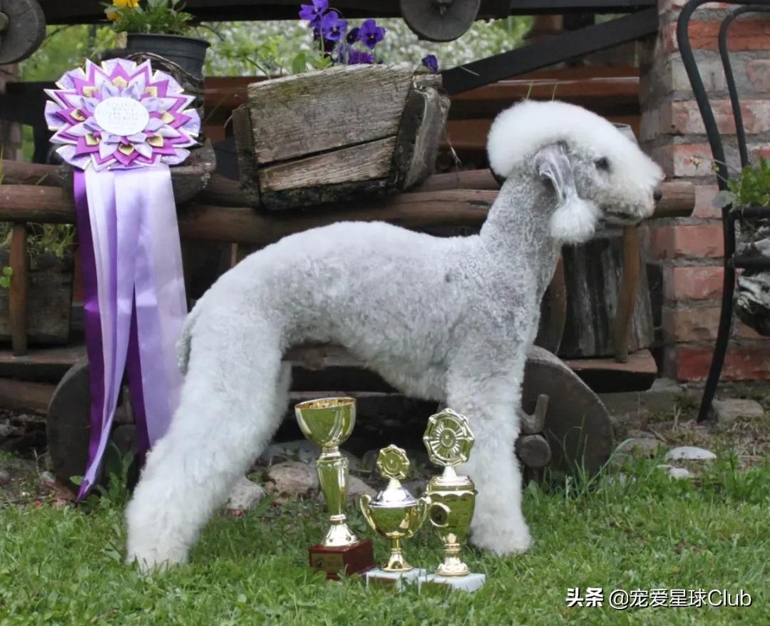 贝林顿梗犬图片大全