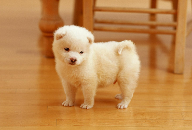 小奶狗半夜一直叫唤为什么