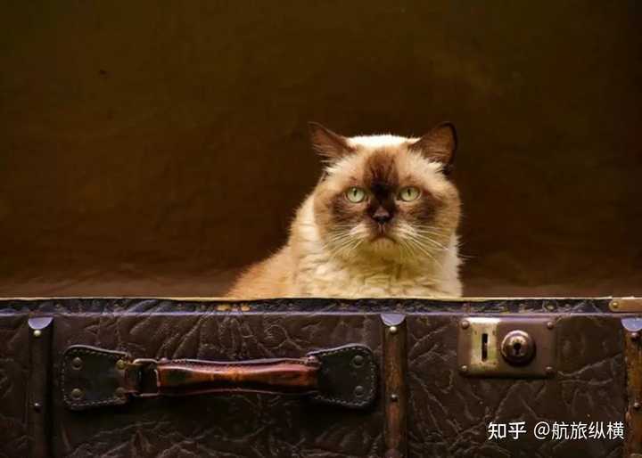 宠物狗坐飞机托运怎么收费