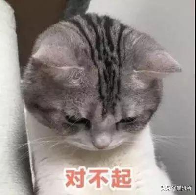 棉被猫尿味怎么彻底去除