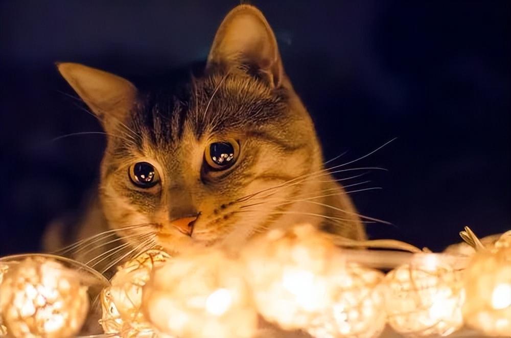 虎斑猫千万不能养为什么