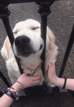 为什么有的人特别吸引狗