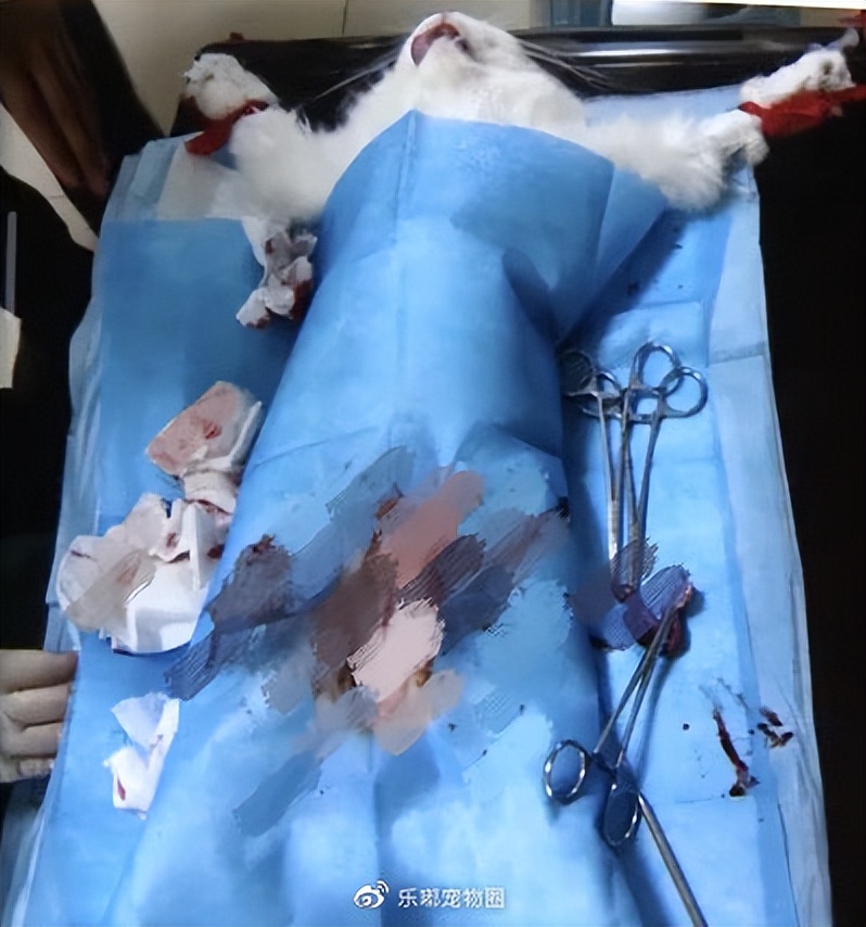 宠物猫绝育一般多少钱