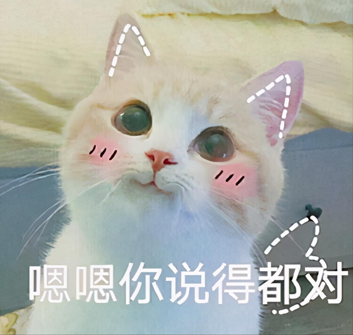 猫取名字带好运的意思