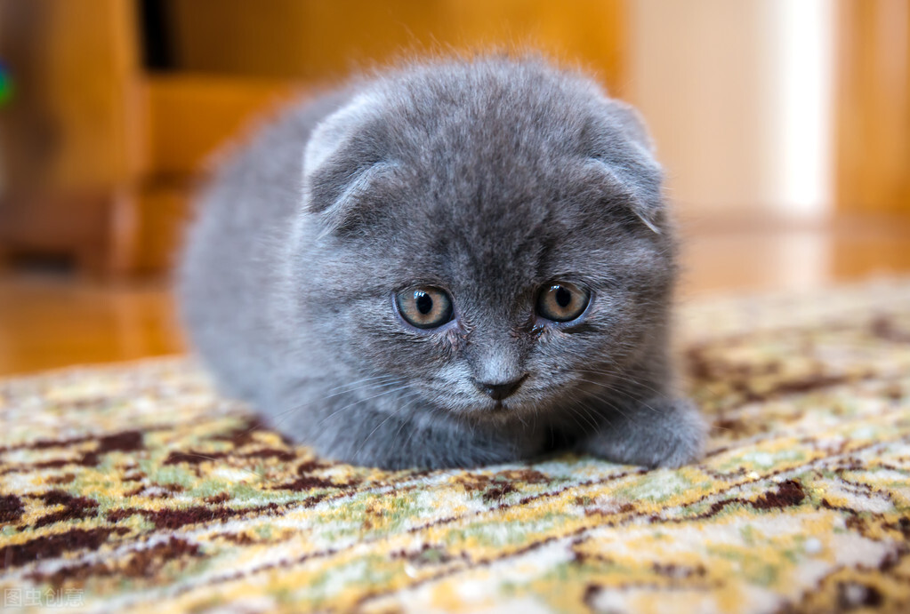 猫发情了怎么办