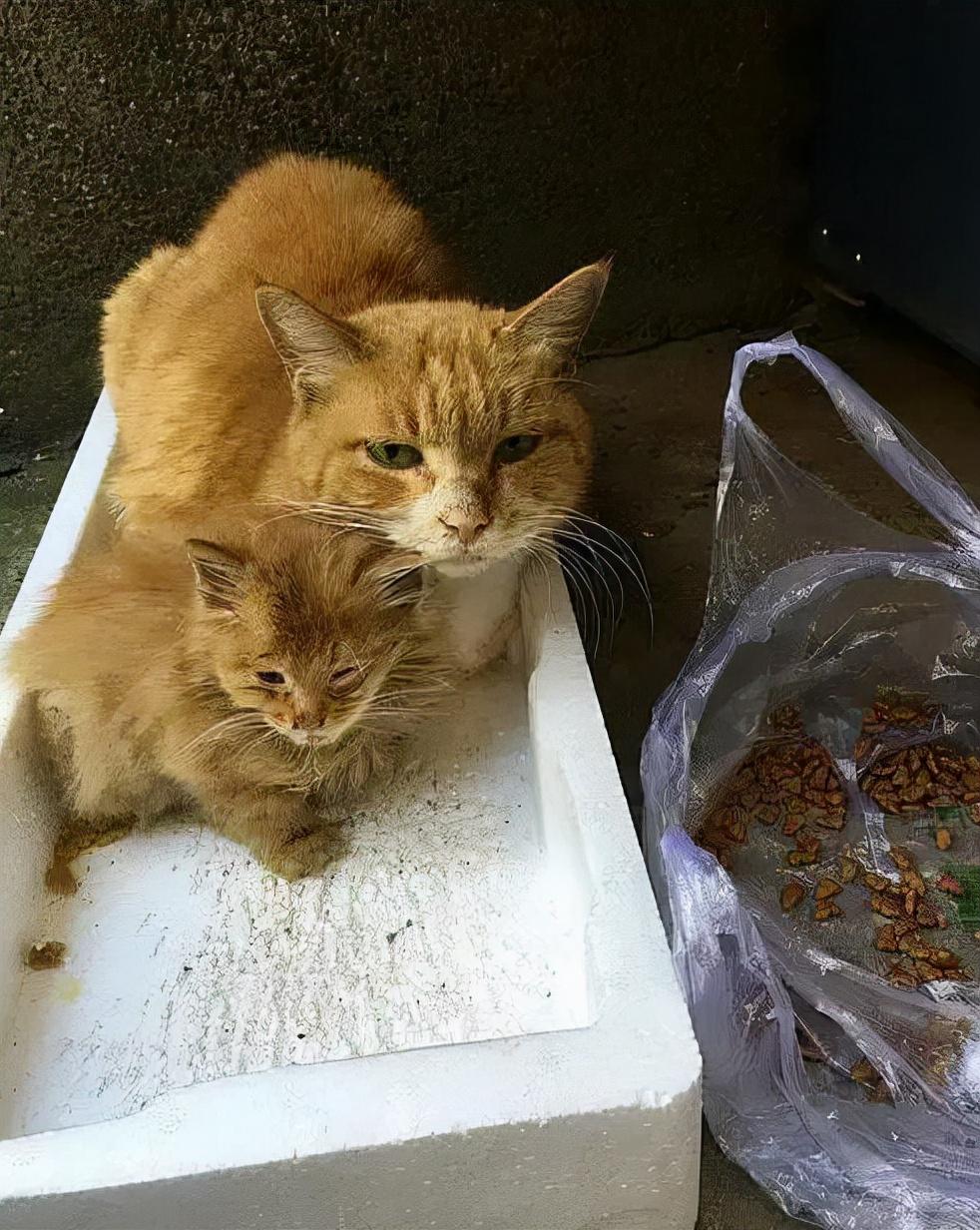 收养流浪猫的人是什么心态