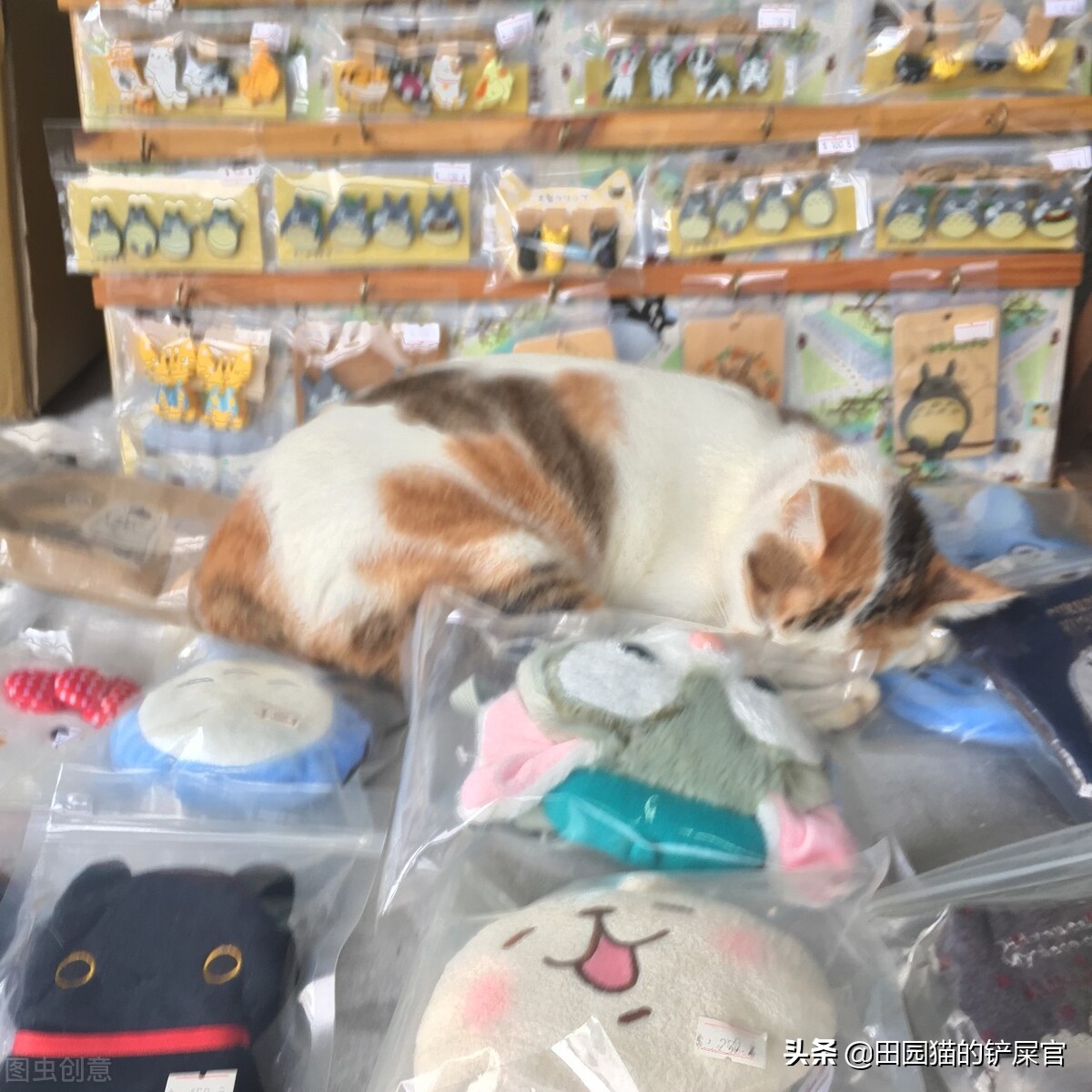 宠物猫批发市场哪里便宜