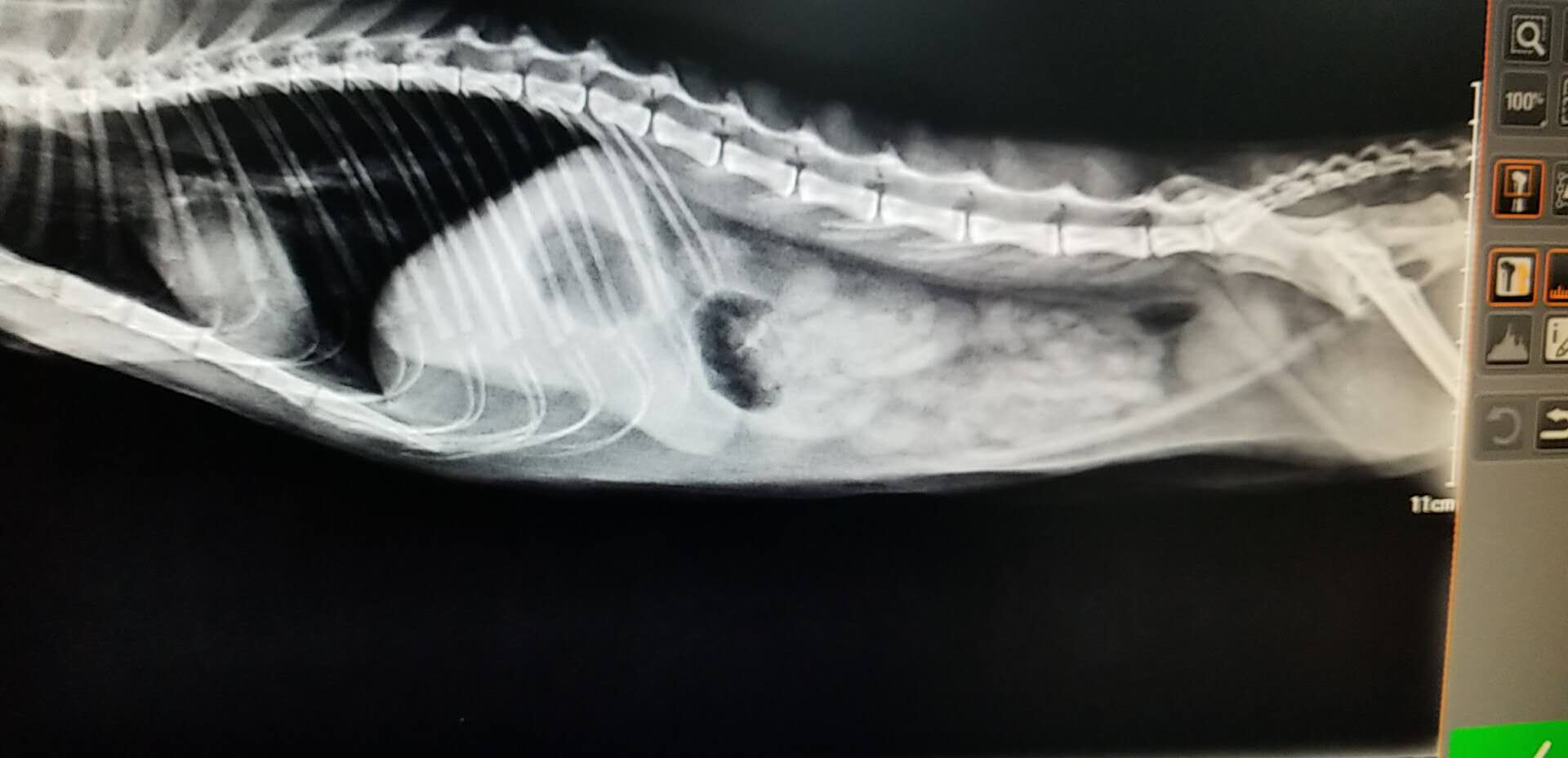 猫咪肠梗阻能活多久