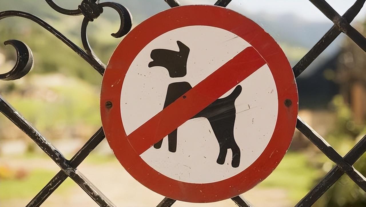 斑点狗大麦町犬为什么禁养