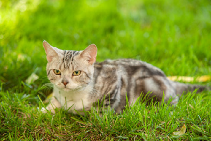 宠物店驱虫多少钱一次