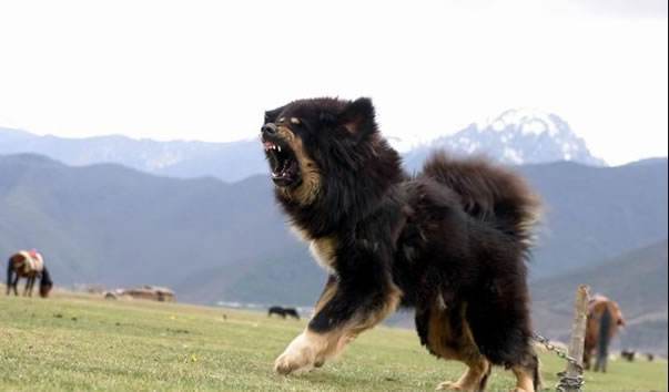 原生藏獒是什么意思