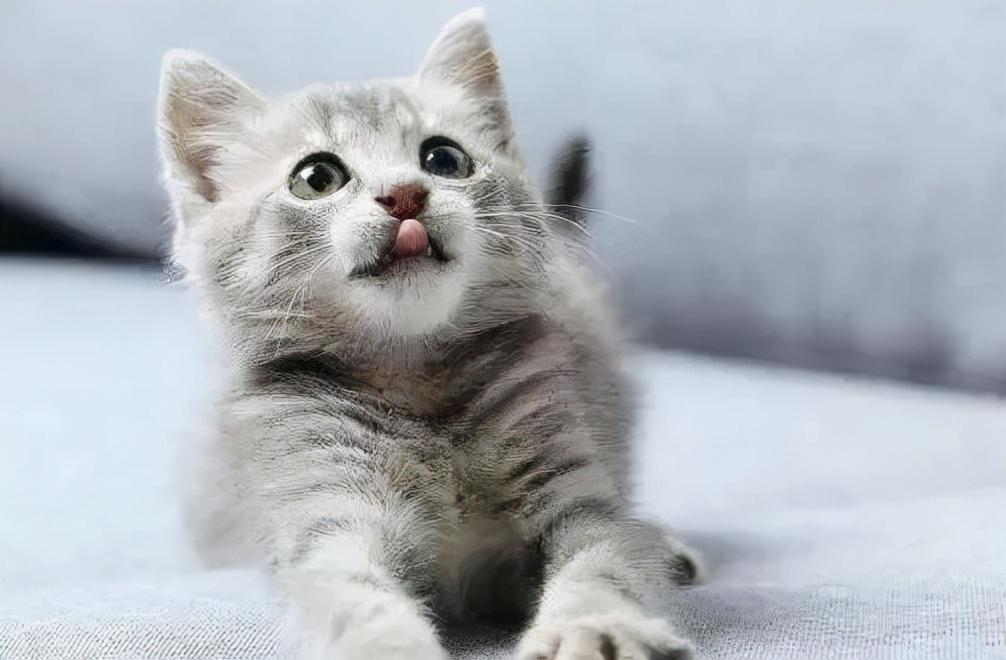 猫咪被跳蚤咬了的表现