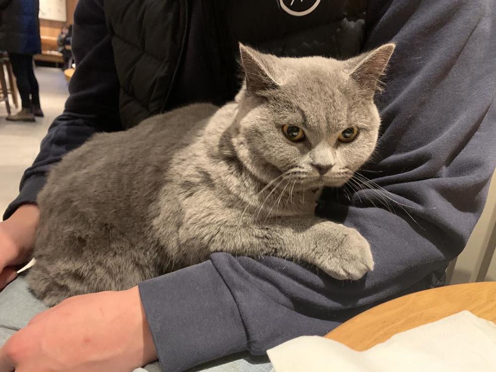 猫咪多长时间能听懂名字