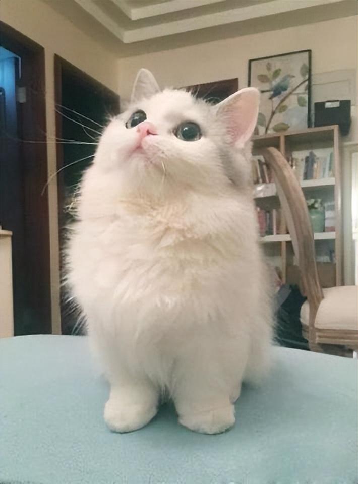 拿破仑矮脚猫是什么品种