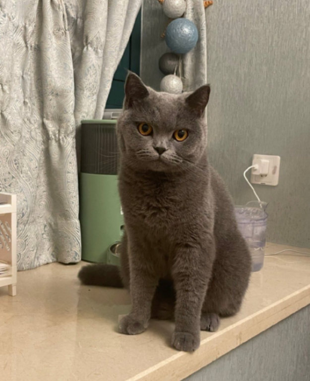 猫猫流鼻涕吃啥药