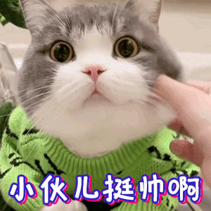 如何区分公猫跟母猫