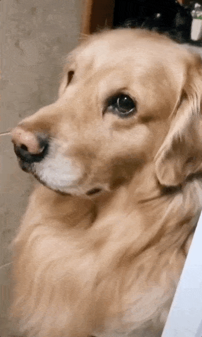 金毛寻回犬好养吗