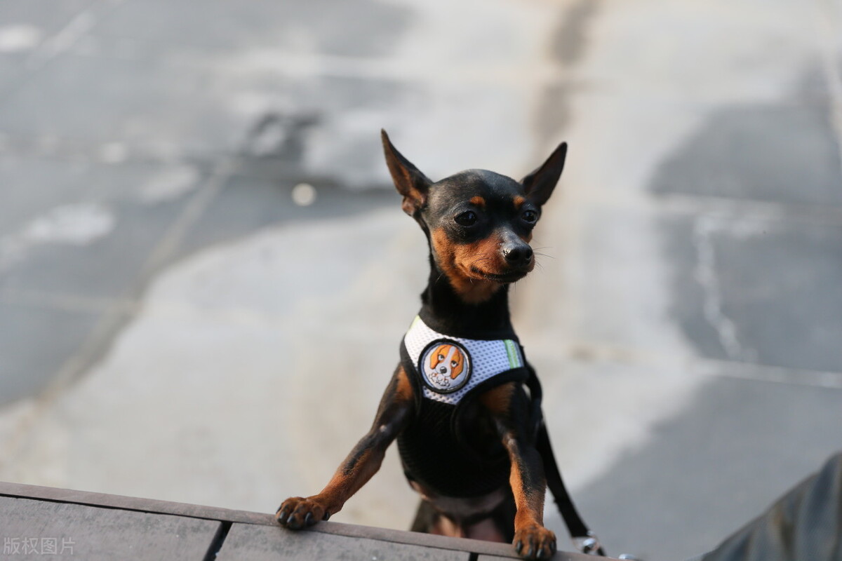 杜宾犬打架厉害吗