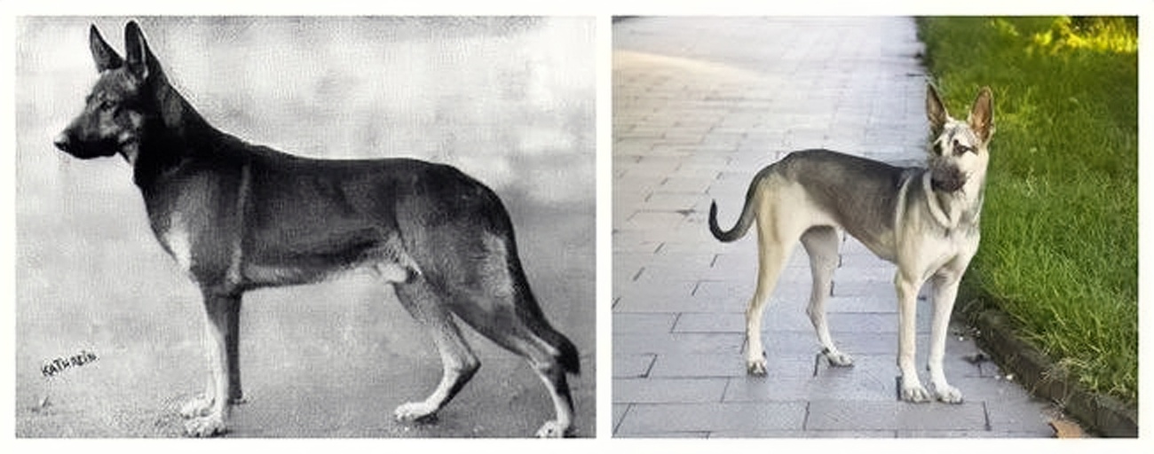 板凳狗是什么品种