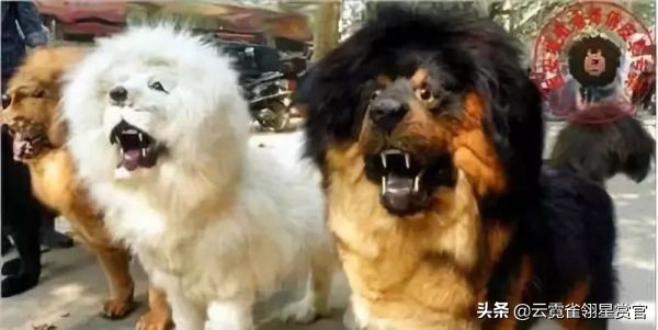 獒类犬有哪些品种