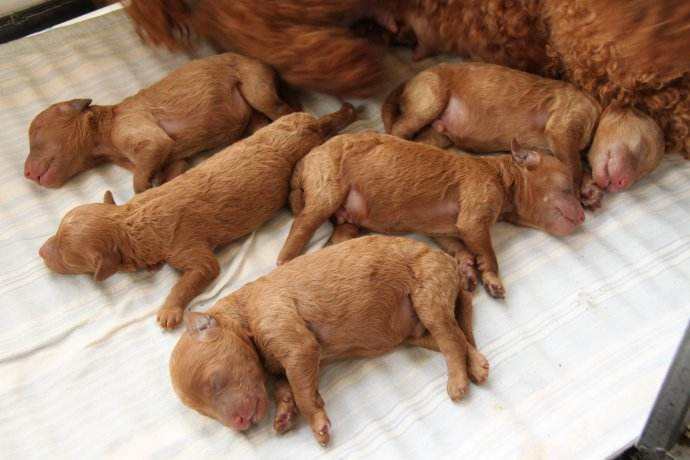 刚出生的狗宝宝怎么喂养